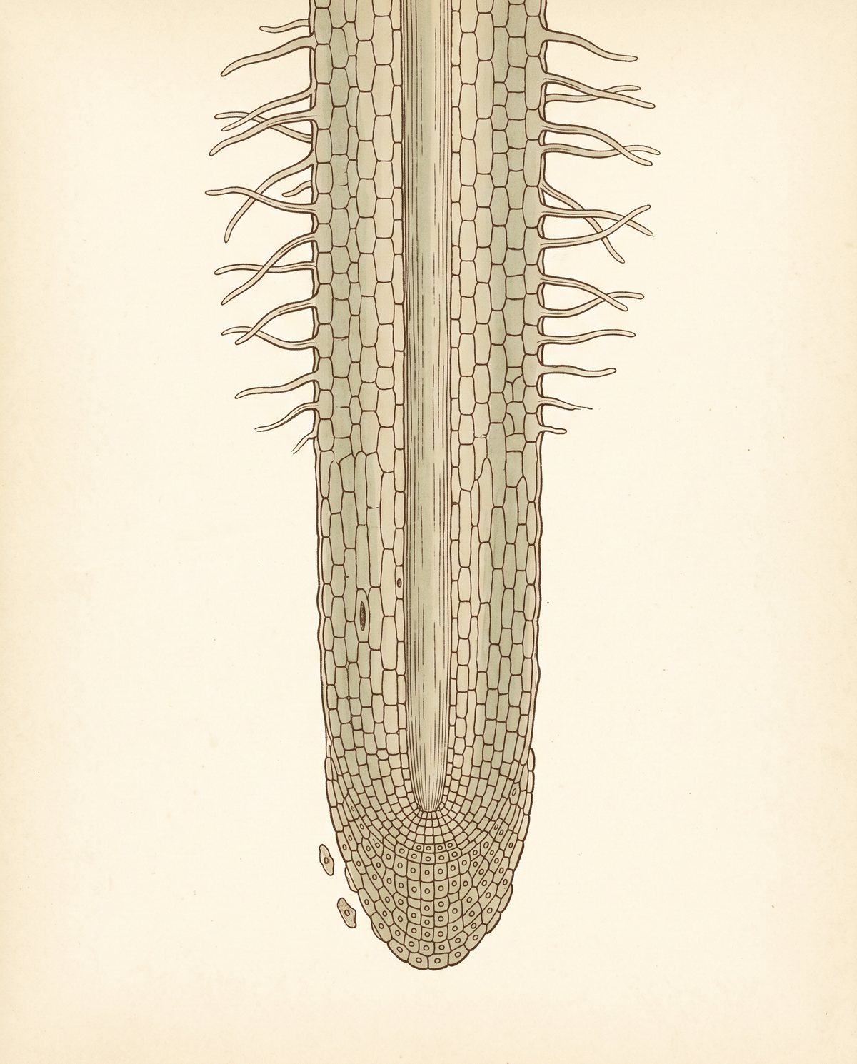 Labeled root-tip anatomy: root hairs and zone of differentiation up top, zone of elongation in the middle, root cap at the tip.