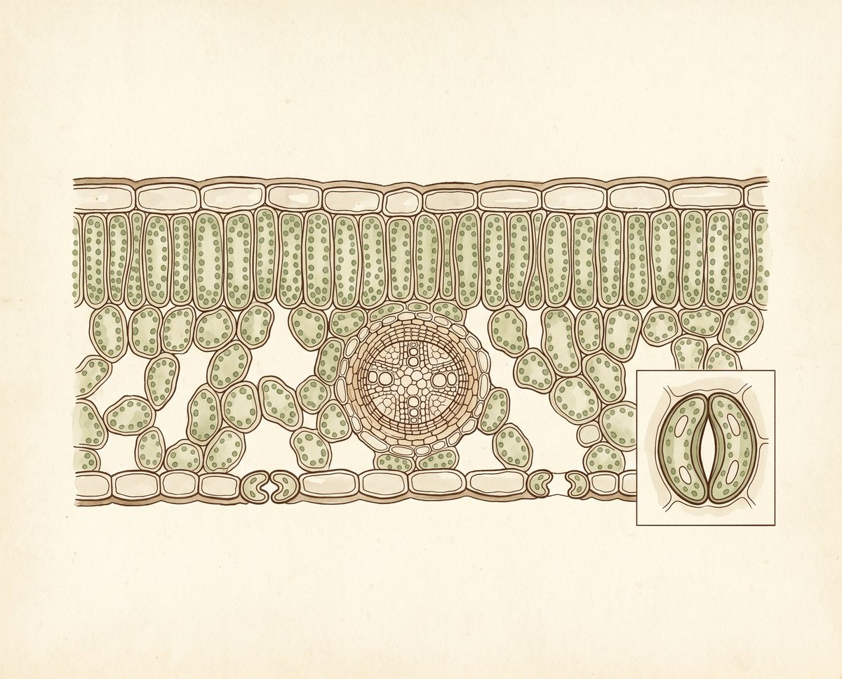 Labeled leaf cross-section: cuticle and upper epidermis on top, palisade mesophyll, spongy mesophyll, a central vascular bundle, and a guard-cell inset.