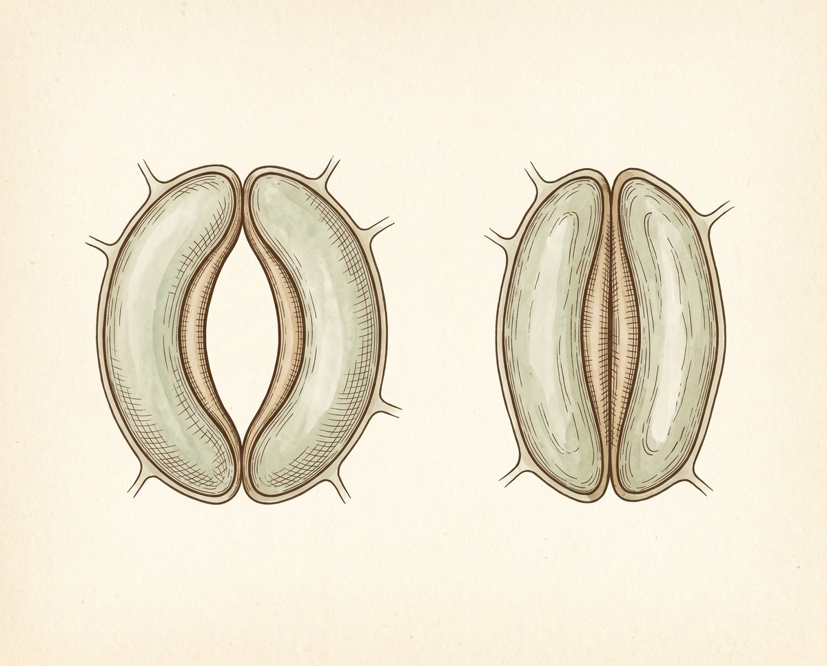 Labeled guard cells: open pore on the left, closed on the right, with a guard cell and the stoma marked.