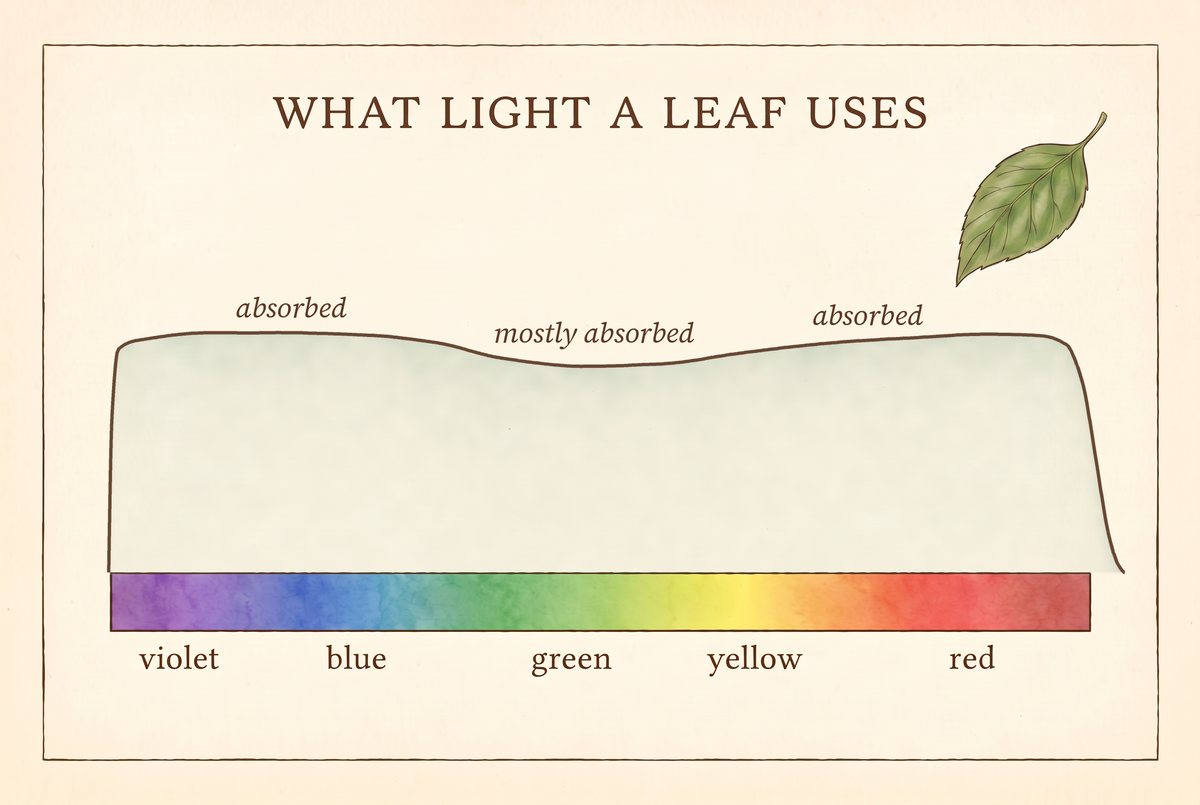 Absorption plate: one curve above a visible-spectrum band stays high from violet to red, with a shallow dip over green, labelled absorbed, mostly absorbed and absorbed. A small leaf sits at upper right. Watercolour and walnut ink on cream.