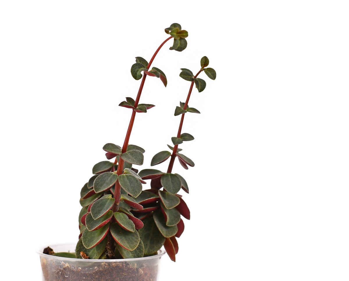 A small potted plant in a clear nursery pot, photographed against a plain white background. Its lower leaves are stacked tightly together, while two newer stems have elongated well above them, carrying small leaves spaced far apart along bare stems.