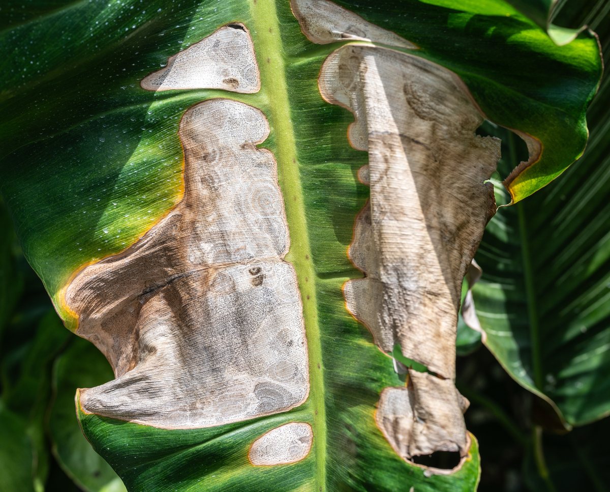 Close-up of a large tropical leaf. Extensive dry, tan-grey patches spread across both sides of the midrib, each edged with a narrow yellow-orange band against the surrounding dark green. Some of the dry tissue has torn away.