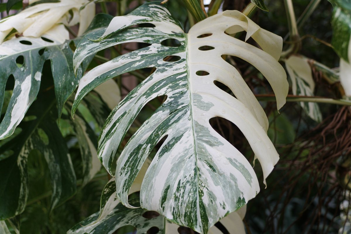 Macro photo of a strongly variegated houseplant leaf with white and cream sectors clearly distinct from the green tissue.