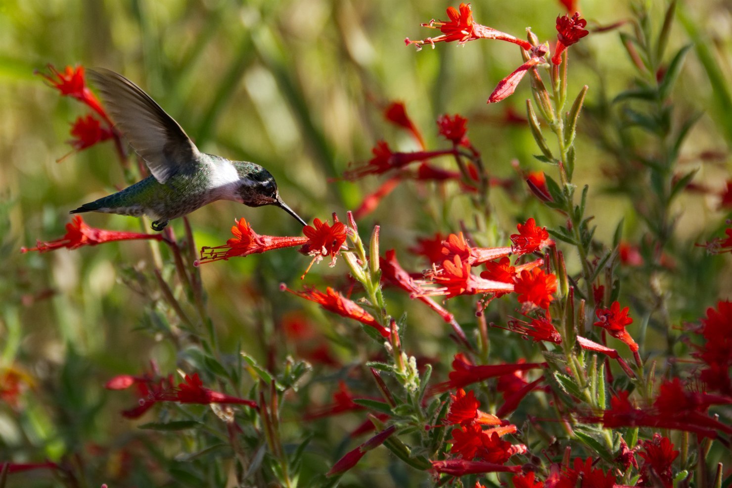 An Anna's hummingbird working the slender red tubular flowers of a California fuchsia (Epilobium canum) in summer bloom.