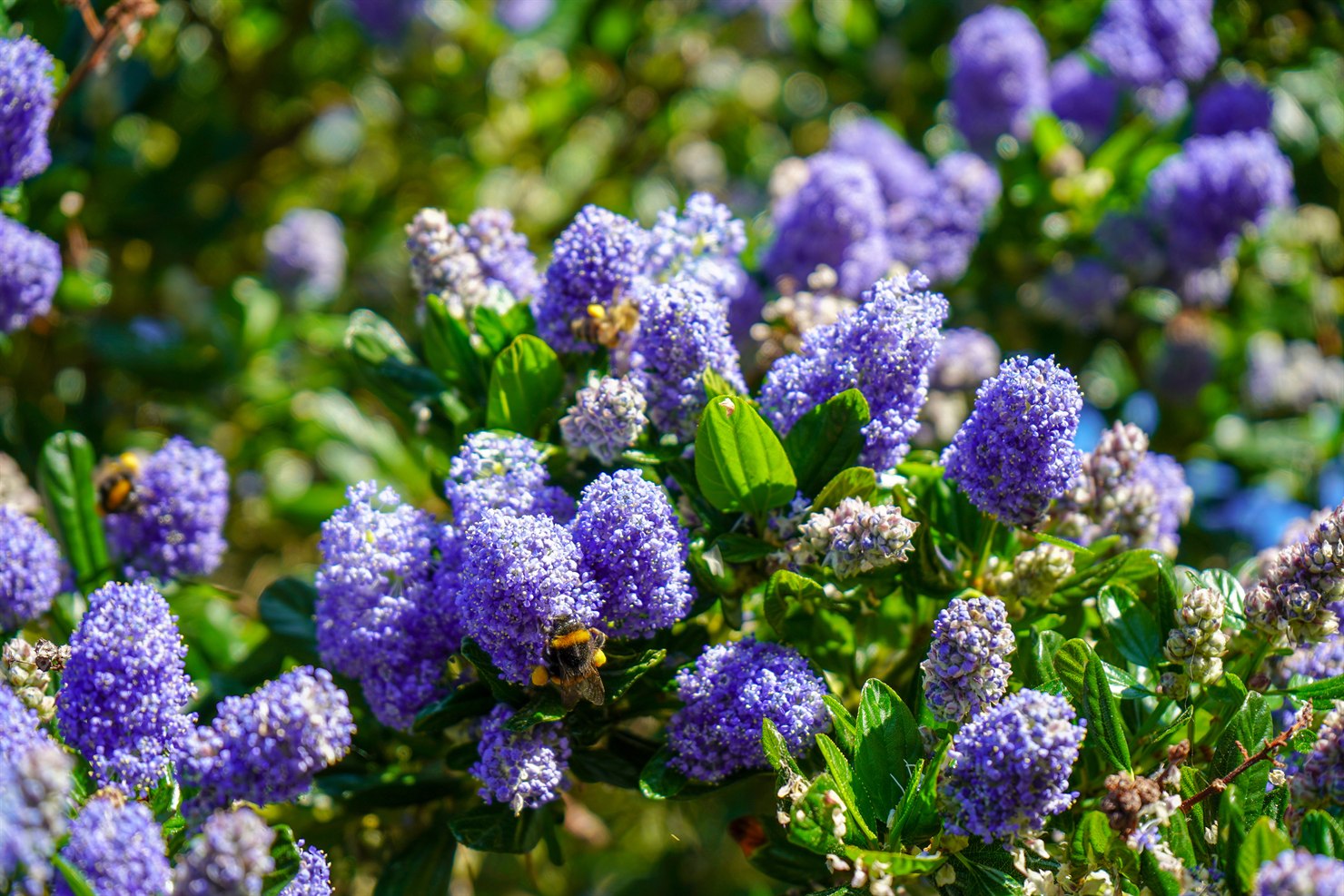 Close-up of blueblossom ceanothus showing small glossy dark green leaves with three veins running from the base and finely toothed edges, beside a dense elongated cluster of tiny powder-blue five-petaled flowers