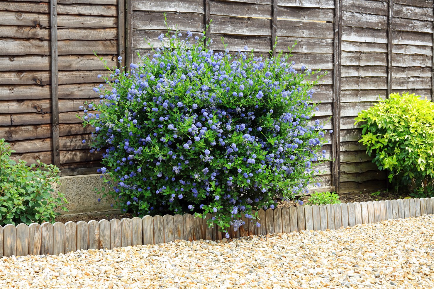A mature ceanothus shrub in full blue bloom, grown as a compact rounded mound in a garden border against a wooden fence, with a gravel path in front