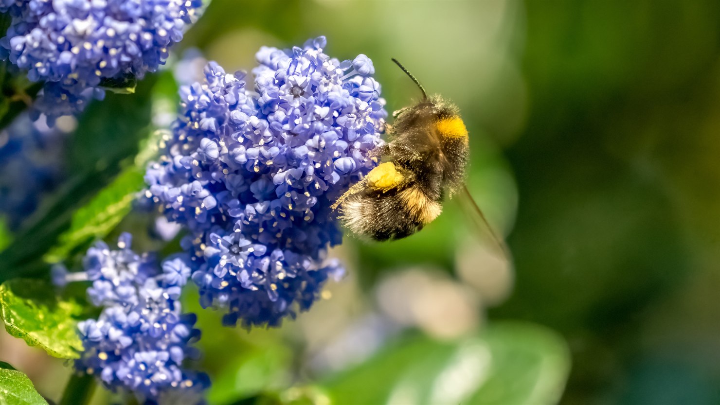 A bumblebee with full yellow pollen baskets feeding on a dense cluster of small powder-blue ceanothus flowers, glossy green leaves behind, soft sunlit background