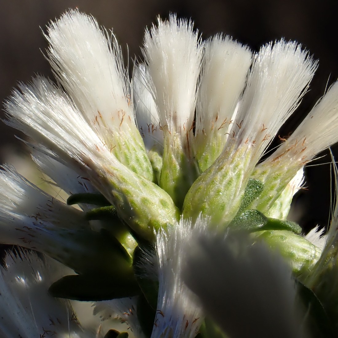 A backlit close view of female coyote brush heads with the white pappus fully expanded into fine radiating fans, the brown style branches of the florets visible at the base of each.
