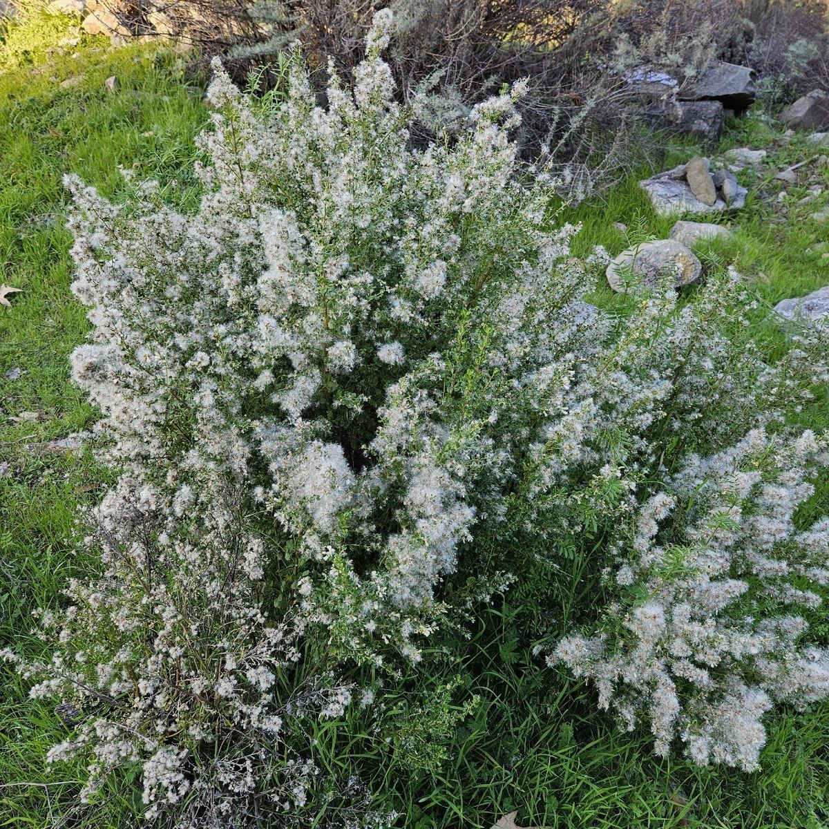 A whole coyote brush shrub in female fruit, the entire plant smothered in white cottony seed hairs so that the green foliage shows only in patches beneath the haze.