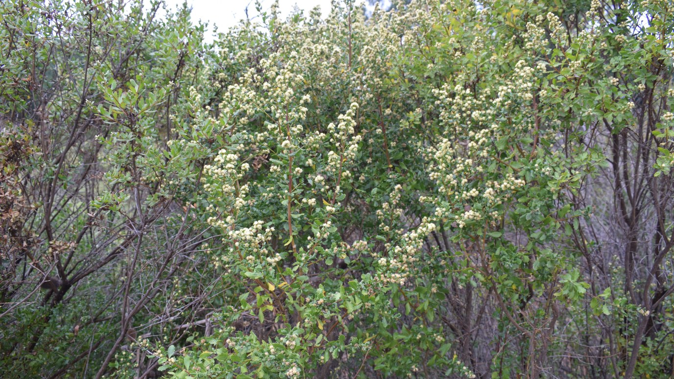 A coyote brush shrub in full autumn flower, its branches densely covered in small creamy flower clusters, growing among bare-twigged neighboring shrubs on an open hillside.