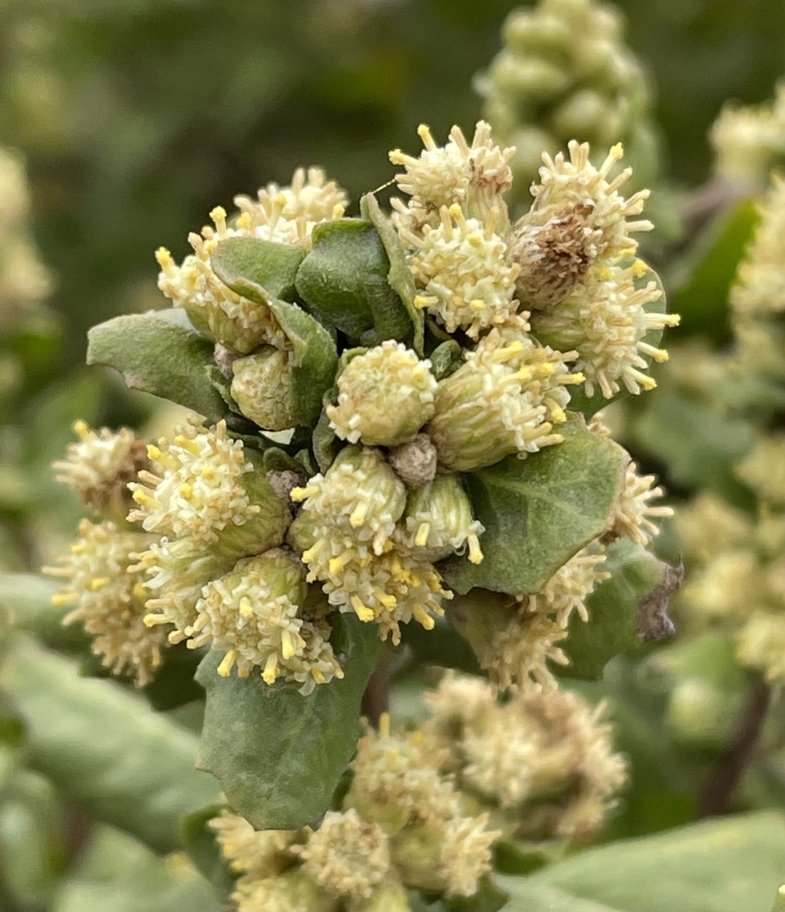 A close view of male coyote brush flower heads: tight cream-yellow brushes with fine yellow-tipped anthers protruding, among small obovate coarsely toothed resinous leaves.