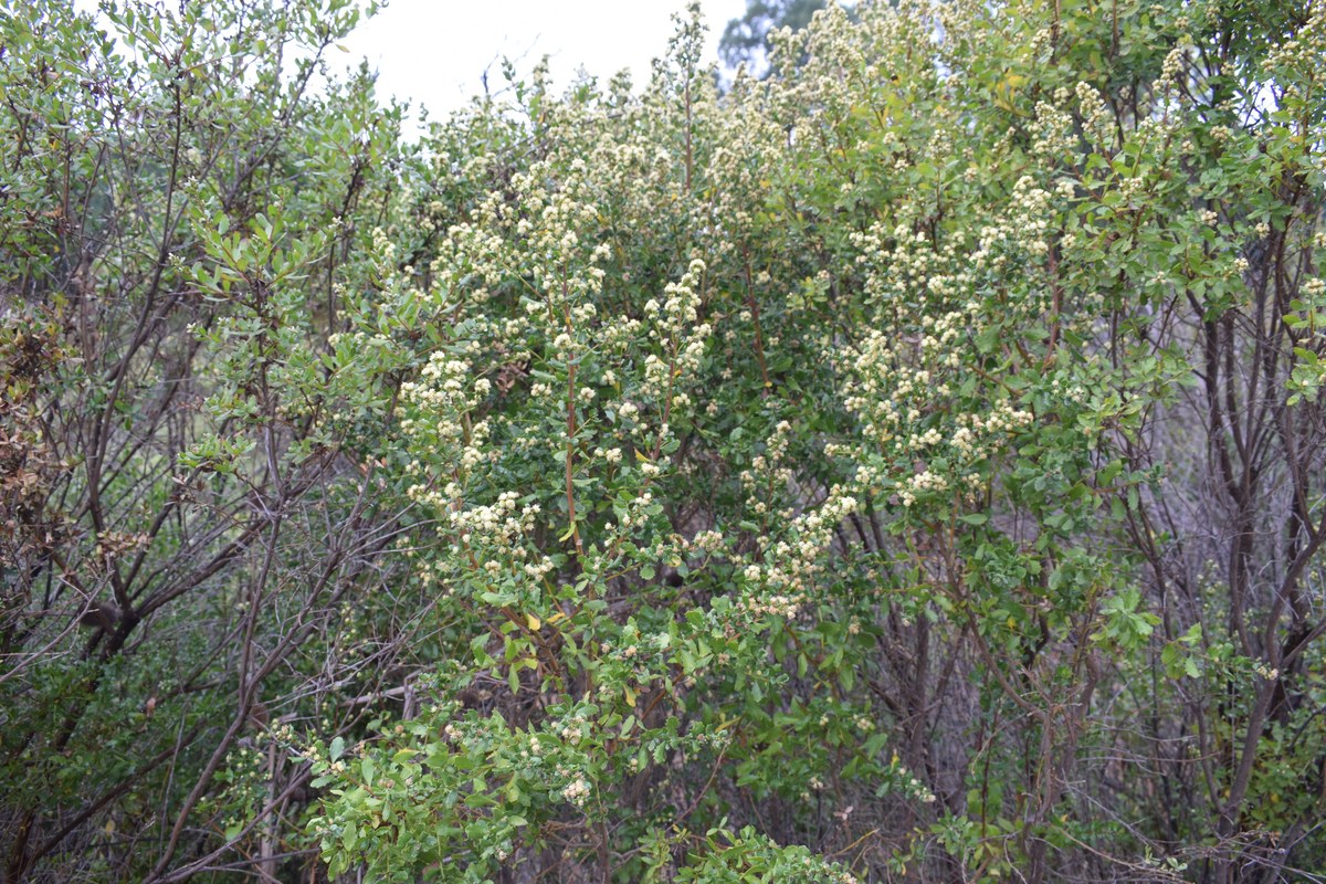 A whole coyote brush shrub in male flower, its foliage carrying a uniform dull creamy-yellow cast from the pollen-bearing flower heads, with no white anywhere on the plant.