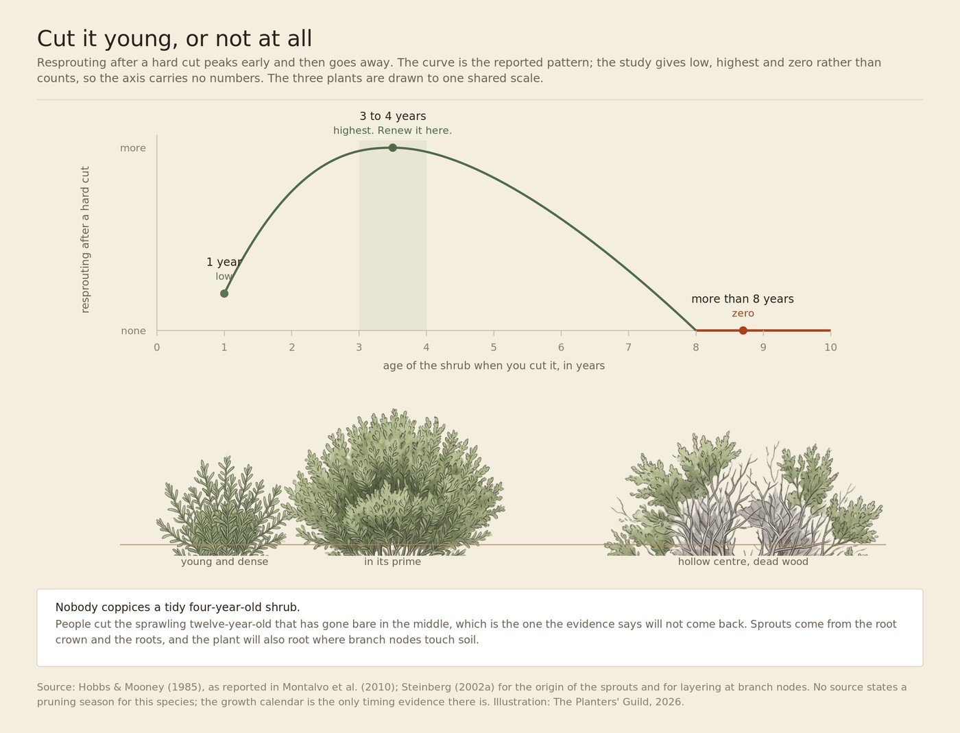 A diagram showing resprouting after a hard cut against the age of the shrub. The curve rises from low at one year to its highest at three to four years, then falls to zero by eight years and stays there. Beneath the curve, three drawn shrubs at one shared scale: a small dense young plant, a larger rounded plant in its prime, and a sprawling old plant with a hollow center and grey dead wood.