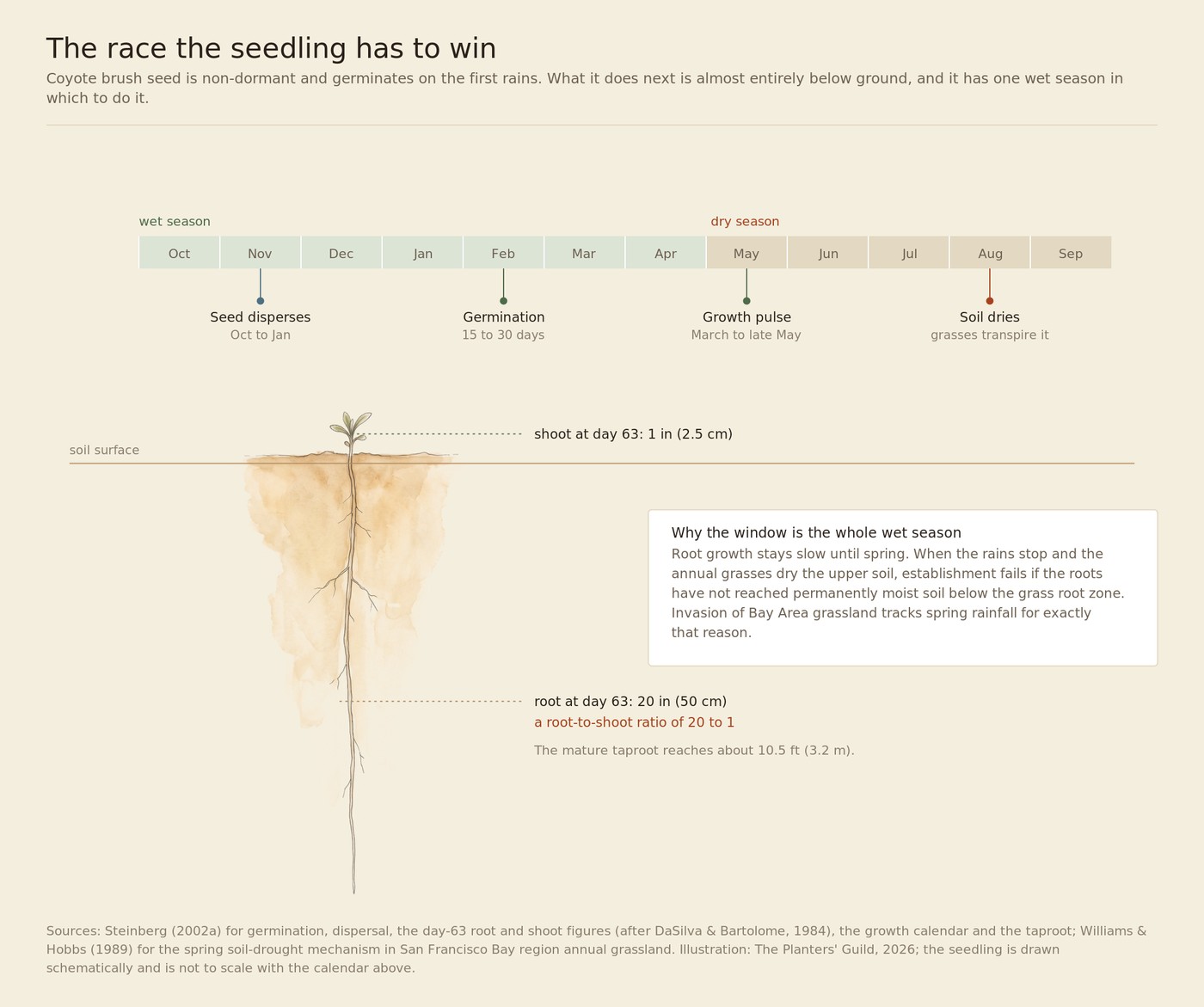 A diagram of the coyote brush seedling's first year. Across the top, a twelve-month band marking the wet and dry seasons with seed dispersal, germination, the spring growth pulse and the drying of the soil. Below, a drawn seedling in soil cross-section: a tiny shoot with a few leaves above the soil line, and a single unbranched taproot descending far below it.