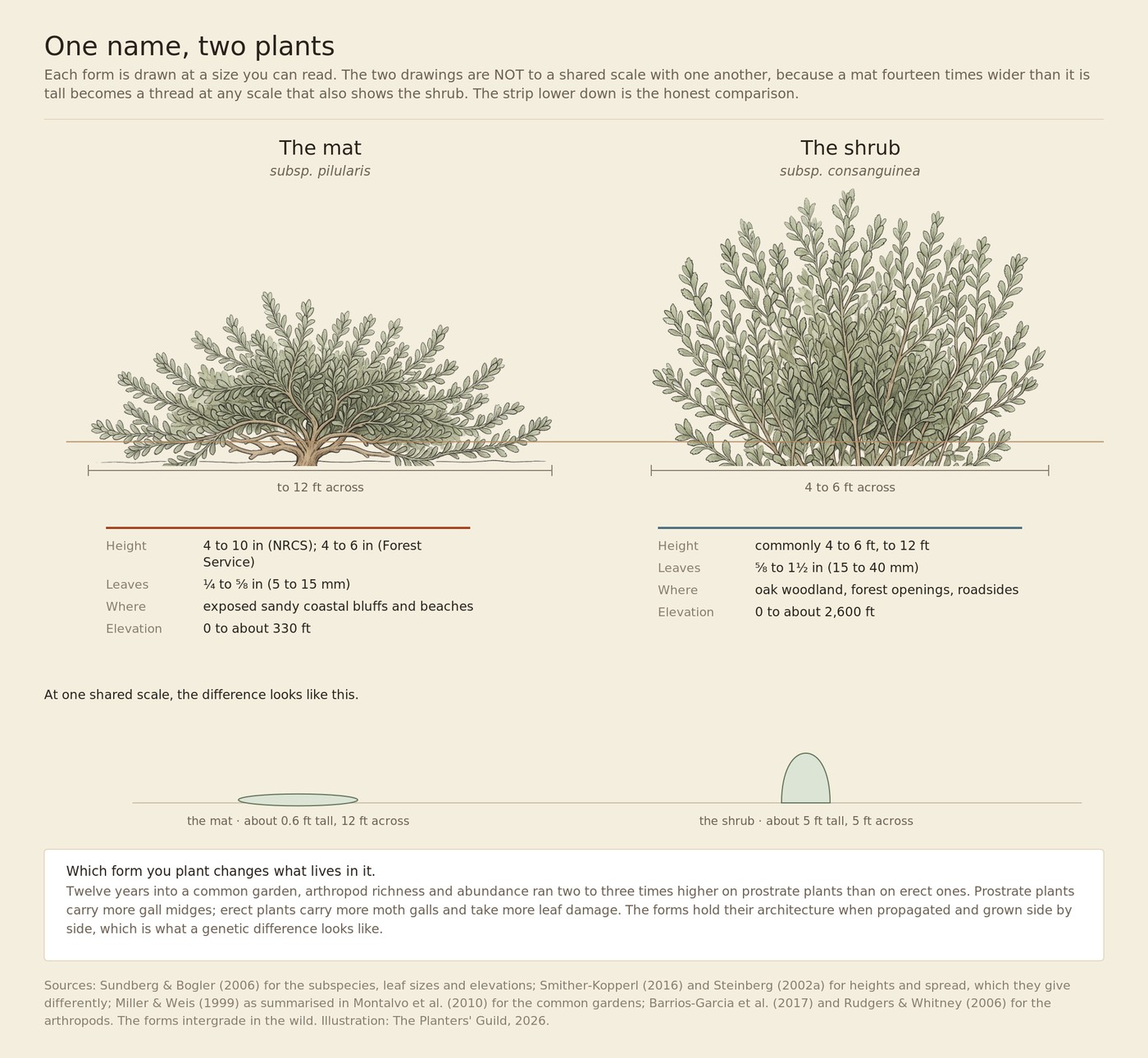 A drawn comparison of the two forms of coyote brush. On the left, the low mat form: a very wide, densely twiggy plant hugging the ground. On the right, the upright form: a rounded shrub several times taller than the mat. Below them, a small silhouette strip shows the two at one shared scale, where the mat is a thin low lens and the shrub a rounded dome.