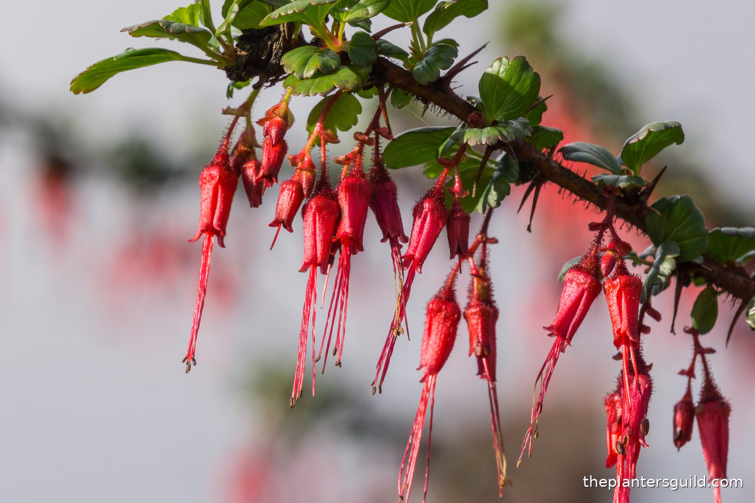 A close-up of a fuchsia-flowered gooseberry (Ribes speciosum) branch in bloom: a row of pendant deep-red tubular flowers with reflexed sepals and long protruding red stamens hangs beneath an arching, bristly, spined stem set with small lobed green leaves, against a soft grey-green out-of-focus background.