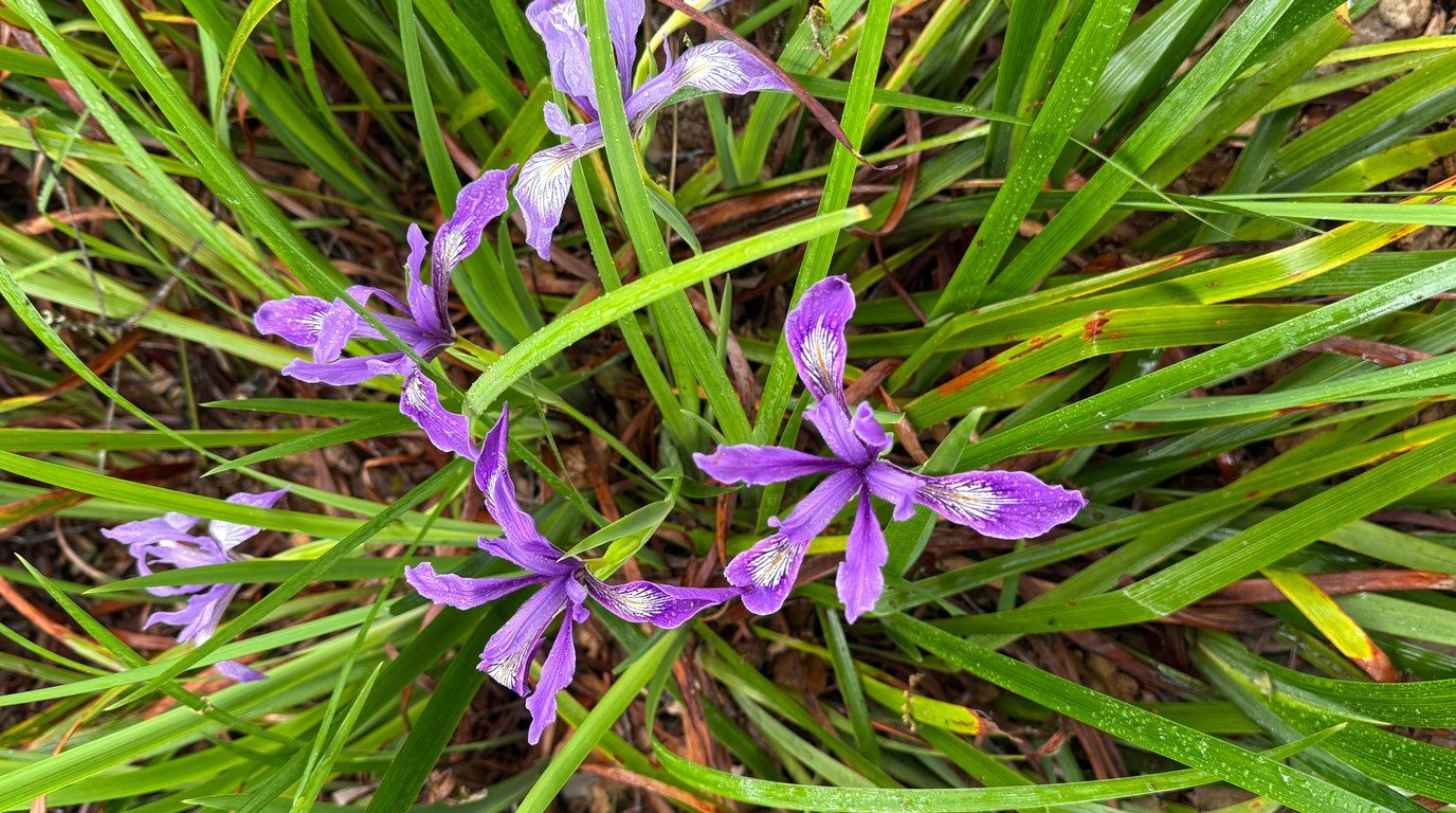 Douglas iris (Iris douglasiana) in bloom, deep purple-blue flowers with veined falls and pale signal patches, rising from evergreen strap-like leaves in coastal grassland