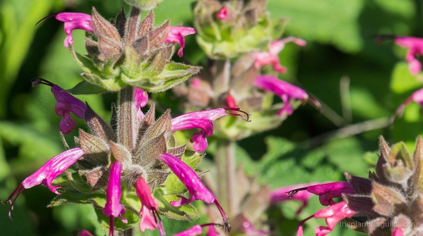 Hummingbird sage (Salvia spathacea) in bloom, magenta tubular flowers arranged in spaced whorls up several square stems, subtended by woolly purple-brown bracts, with green foliage behind