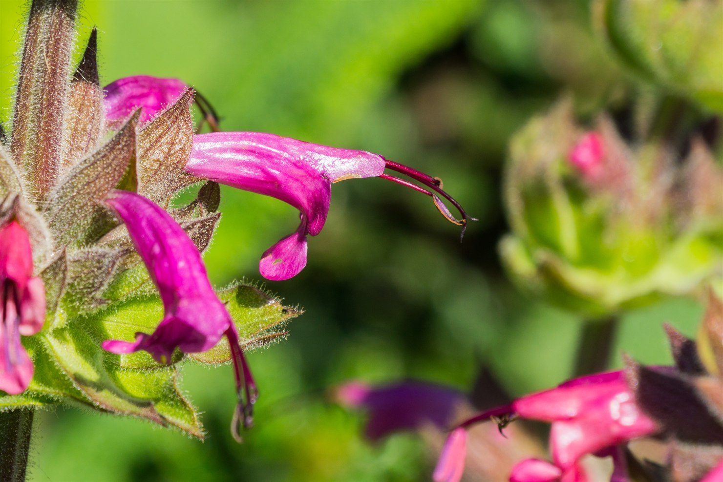 Macro of a single hummingbird sage flower, a magenta tubular corolla with a long arching upper lip and an exserted style, emerging from a hairy purple-brown bract