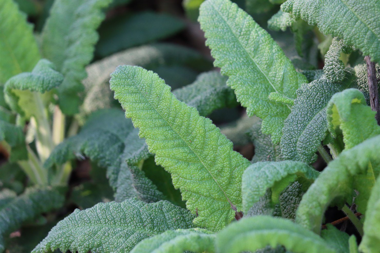 Close-up of hummingbird sage foliage, large oblong leaves with deeply wrinkled rugose surfaces, soft fine hairs, toothed edges, and a gray-green color