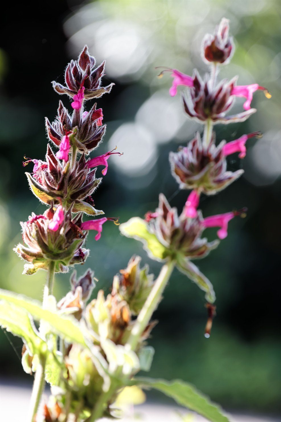 Tall hummingbird sage flower spikes backlit by soft light, showing magenta tubular flowers arranged in spaced whorls of woolly dark bracts up the stems