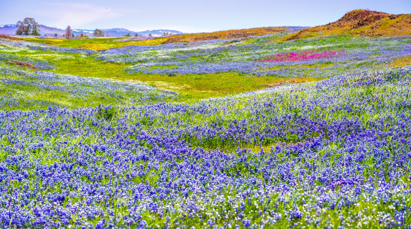 A stand of California lupine (Lupinus) in full bloom, tall spikes of blue-purple pea flowers held above silvery palmate leaves on a sunlit spring hillside