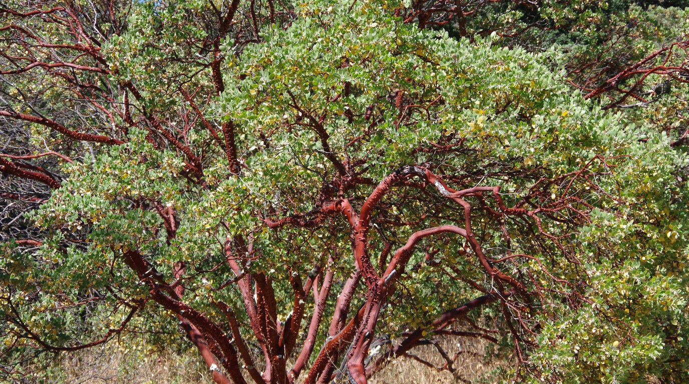 A mature manzanita with smooth, sinuous mahogany-red branches and grey-green leaves on a California chaparral slope, hazy hills behind