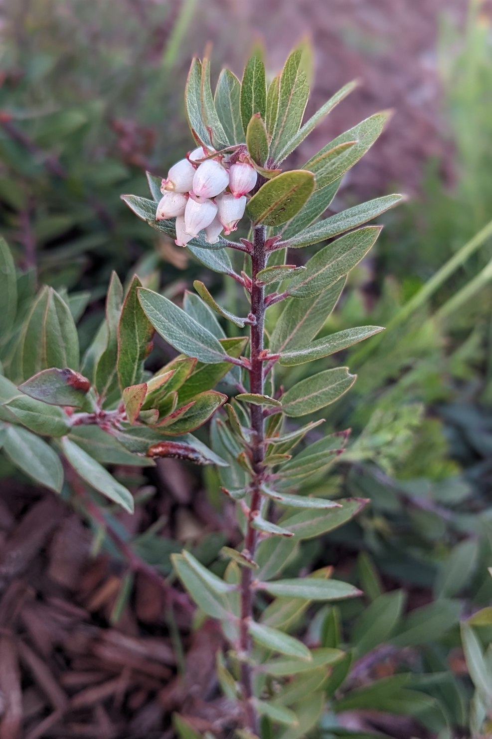Clusters of small, urn-shaped white-to-pink pointleaf manzanita flowers on reddish stems among pointed grey-green leaves