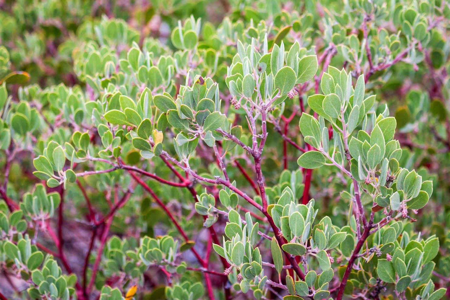 Close-up of dull grey-green manzanita leaves held upright on deep red young stems, shagbark manzanita (Arctostaphylos rudis)