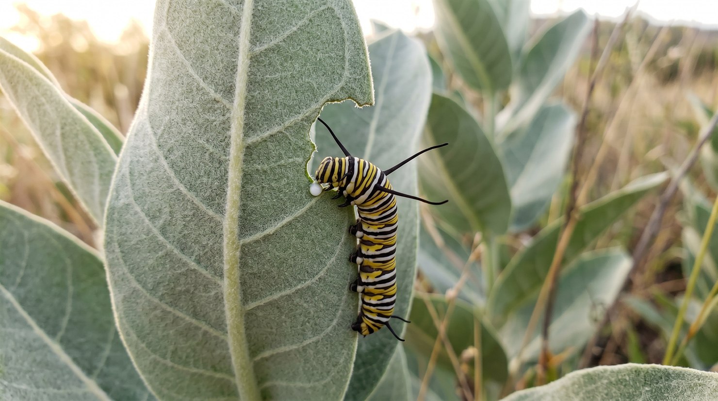 A late-instar monarch caterpillar (Danaus plexippus larva) with yellow, white, and walnut-black transverse stripes feeding on a broad gray-green velvety leaf of showy milkweed (Asclepias speciosa), with a faint bead of milky white latex visible at the bite edge