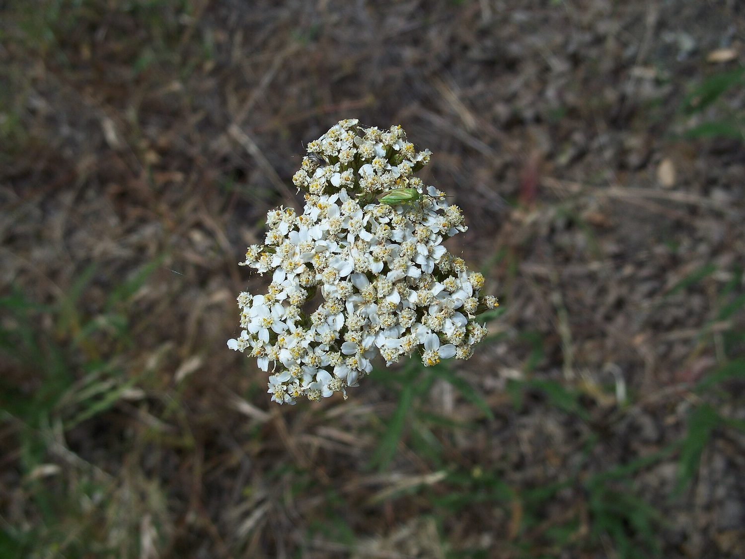 A single flat-topped cluster of small white yarrow flowers photographed from above, each floret with rounded pale rays around a cream centre, set against a background of dry grass and fine green leaves. A small green insect rests near the top of the cluster.