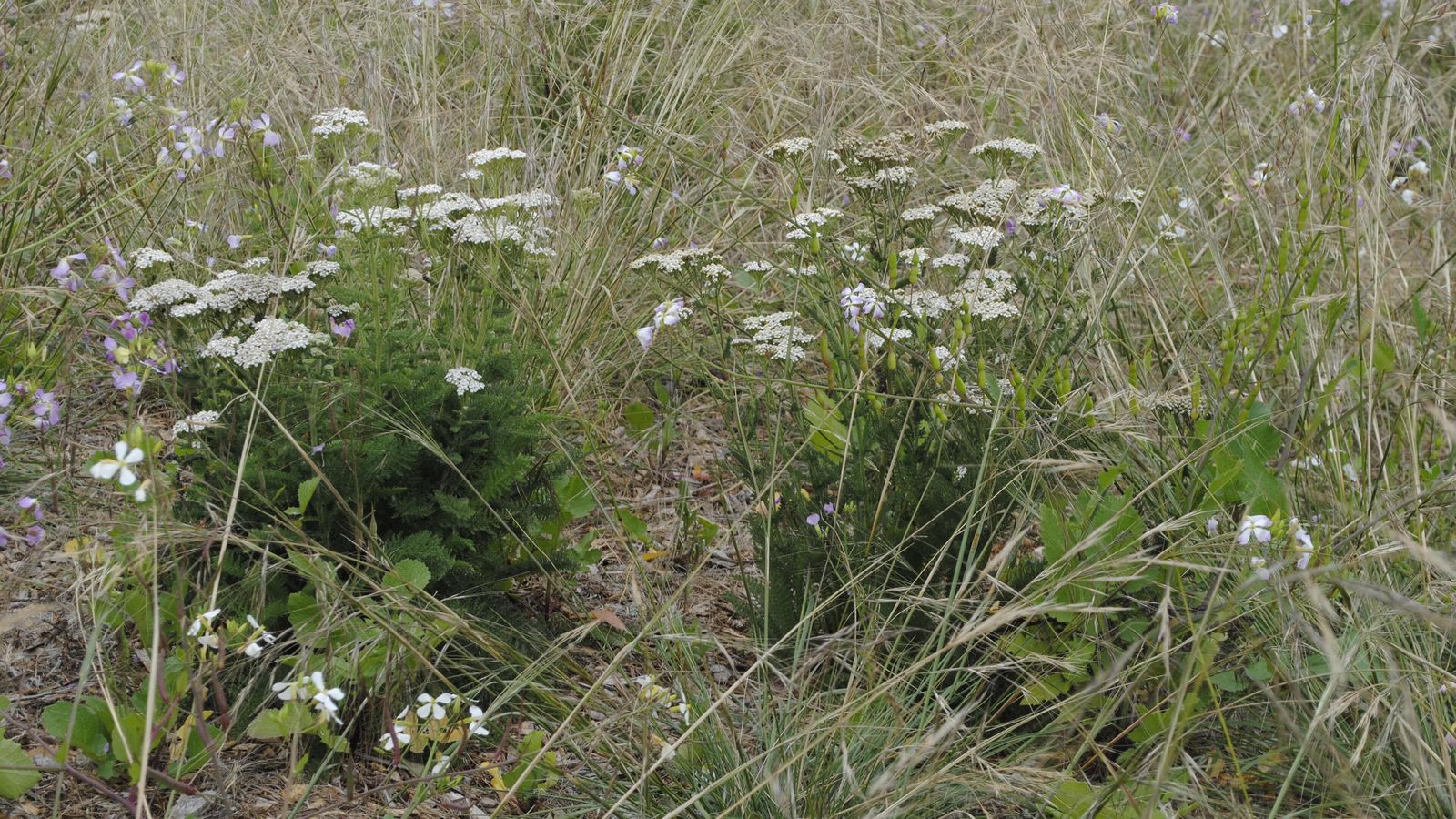 A stand of common yarrow in flower, dense flat-topped clusters of small white flower heads held above finely divided feathery grey-green foliage, with more stems fading into soft focus behind.