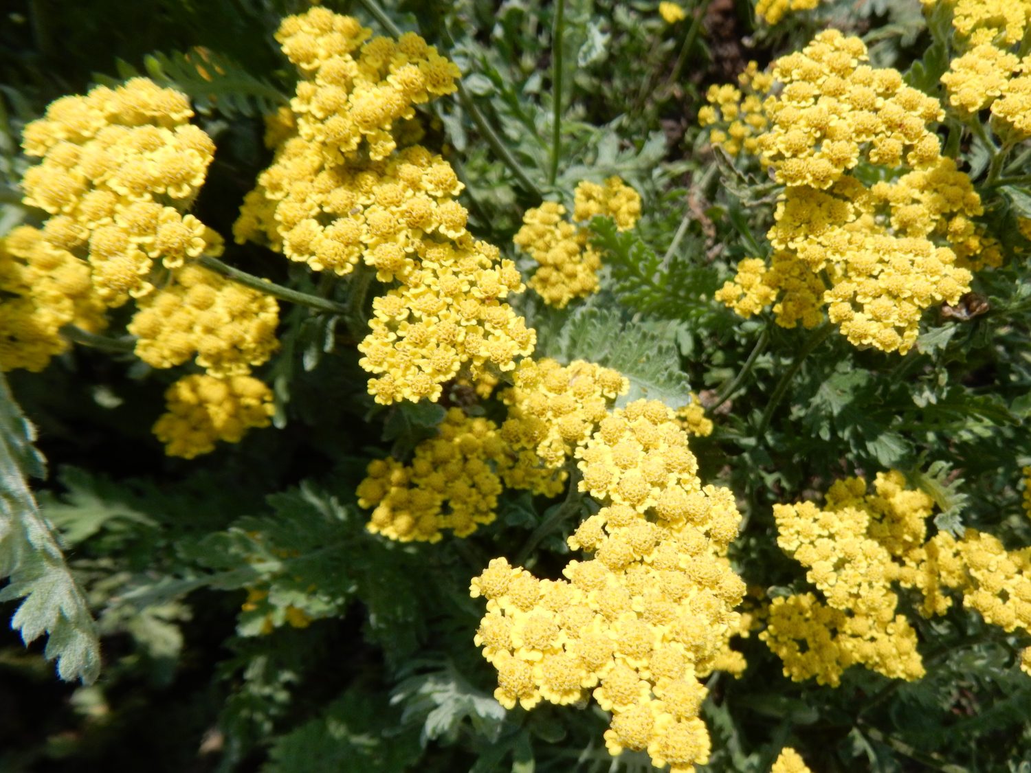 Dense flat-topped clusters of small bright yellow flowers held above finely cut grey-green foliage.