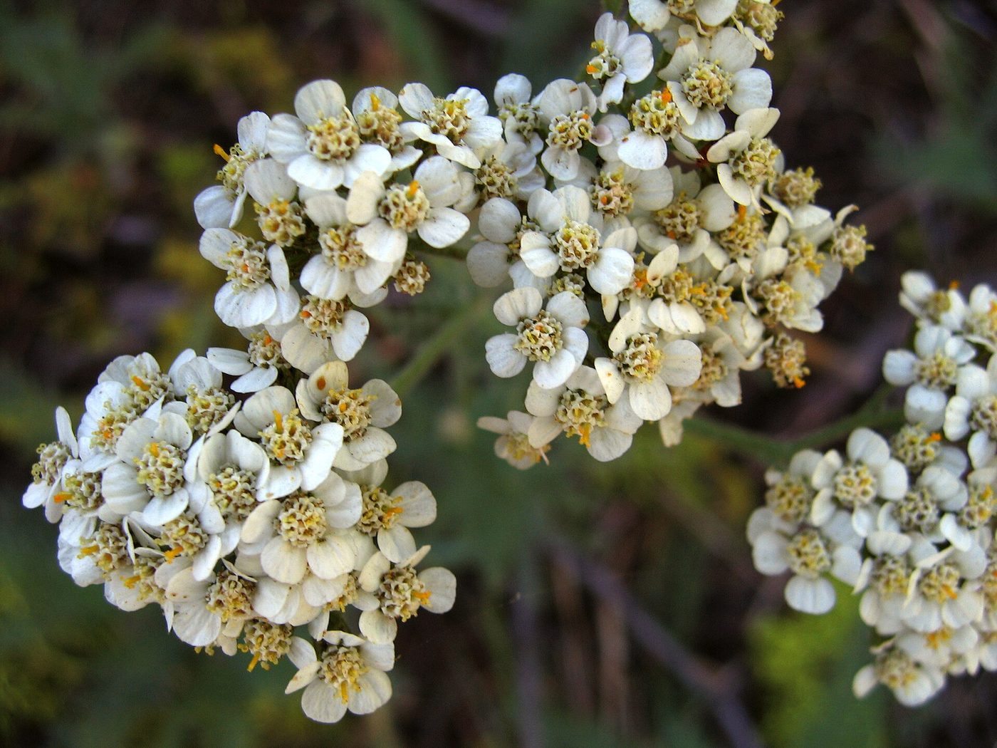 Several cream-white yarrow flower clusters in close view, lit from the side against a dark out-of-focus woodland background.