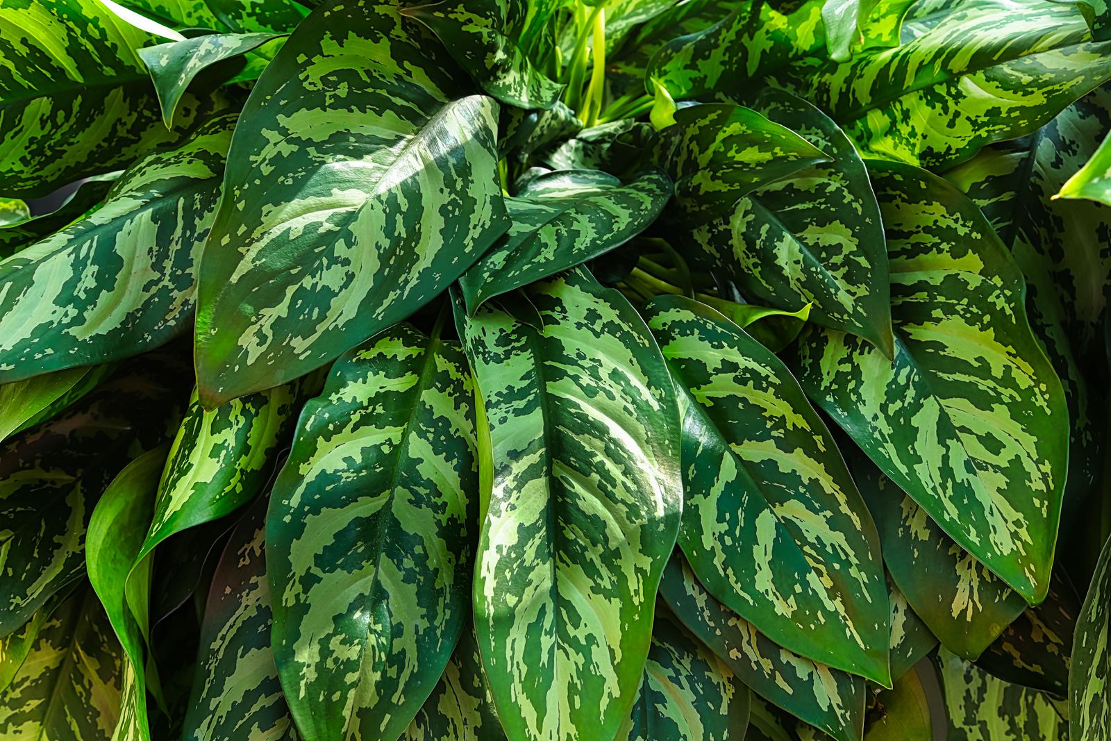 Silver-and-green patterned Aglaonema foliage