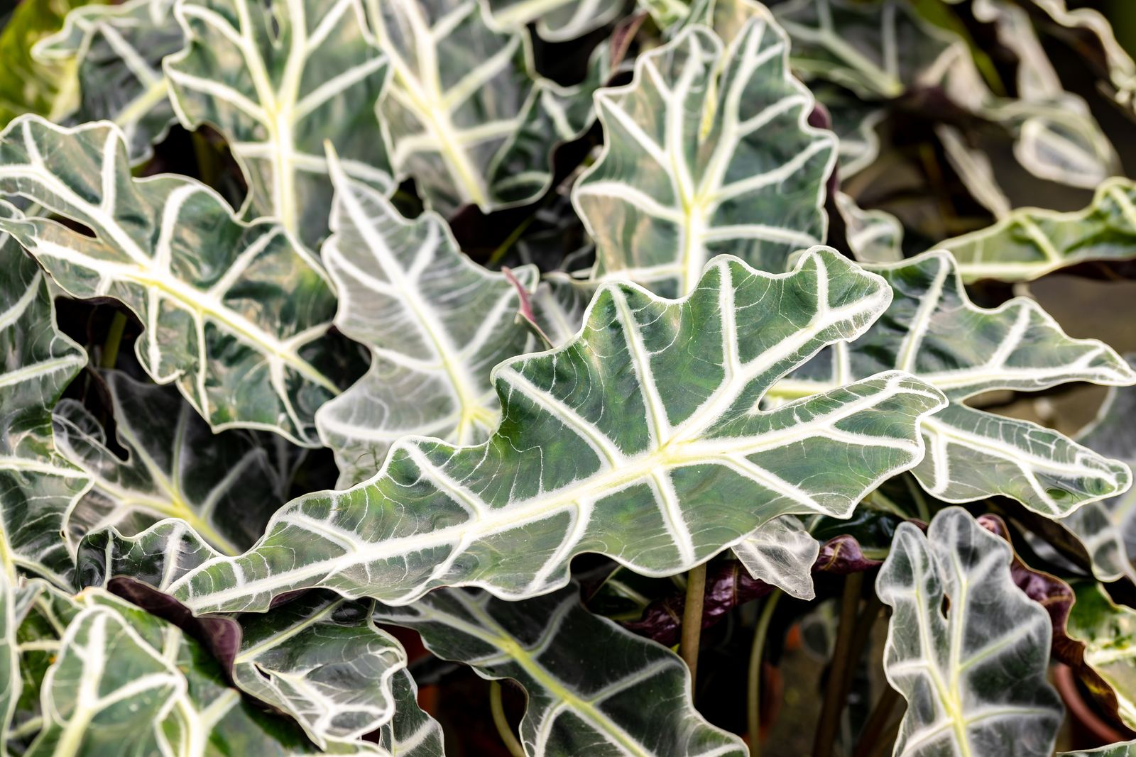 Arrow-shaped Alocasia leaf with bold pale veins