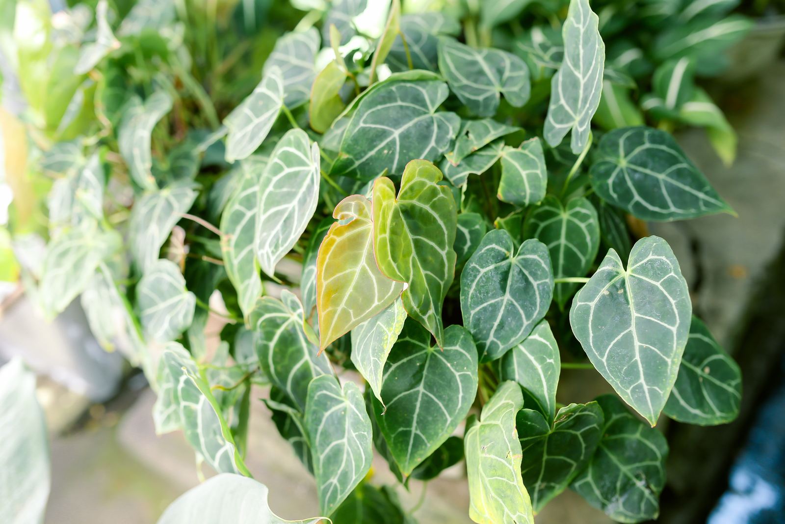 Velvet heart-shaped Anthurium leaf with pale veins