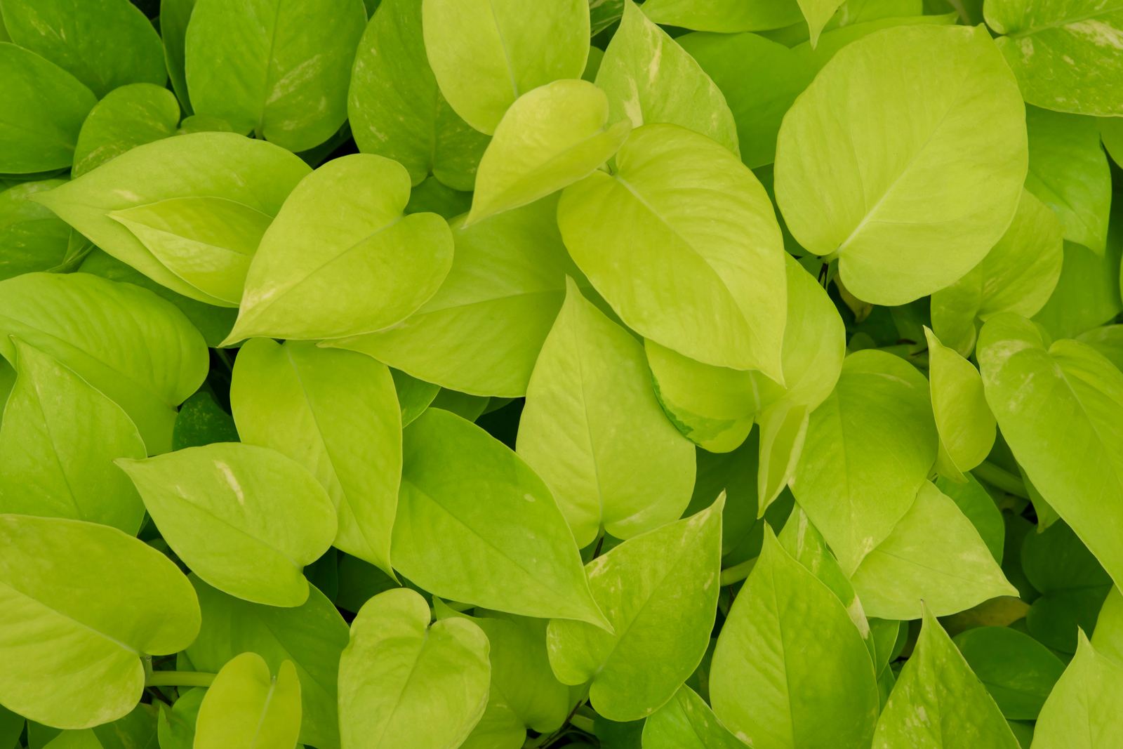 Golden-green, heart-shaped pothos foliage
