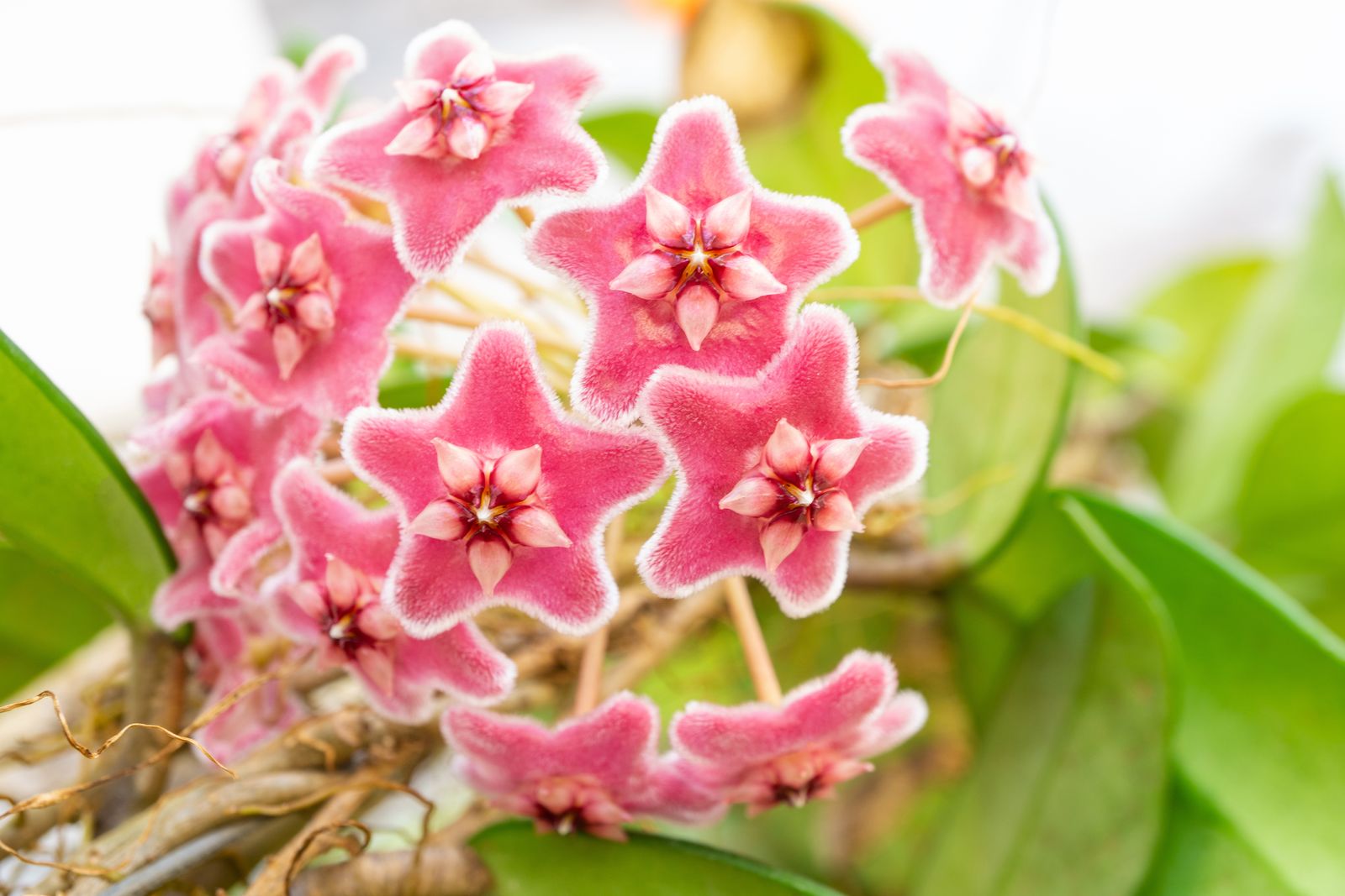 Cluster of waxy, star-shaped Hoya carnosa flowers