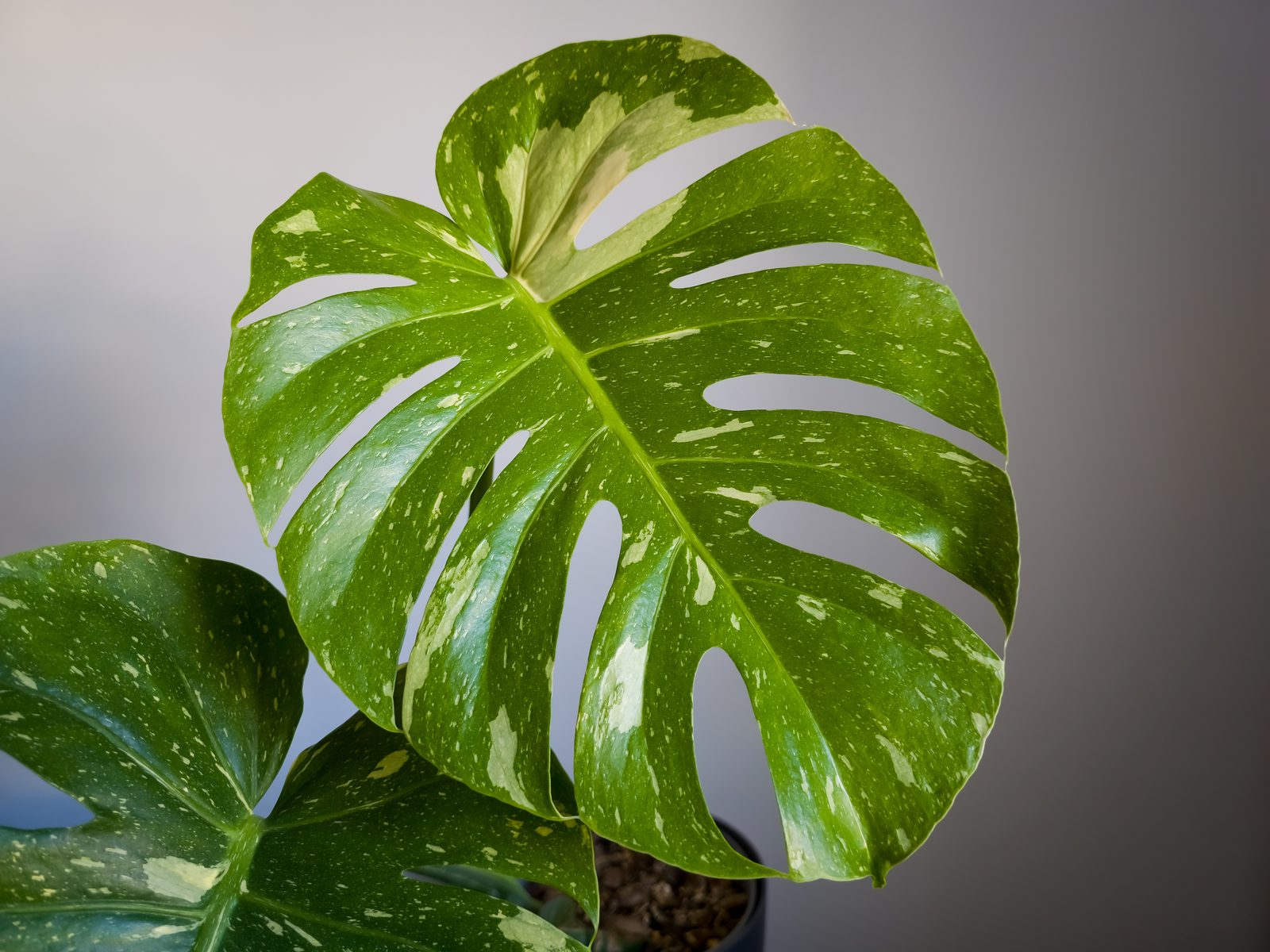 Fenestrated Monstera foliage, the signature of a mature plant