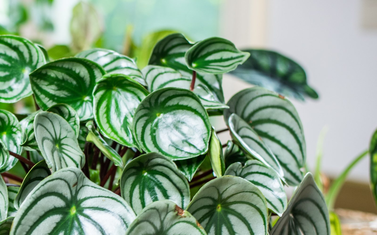 Silver-and-green striped leaves of a watermelon peperomia