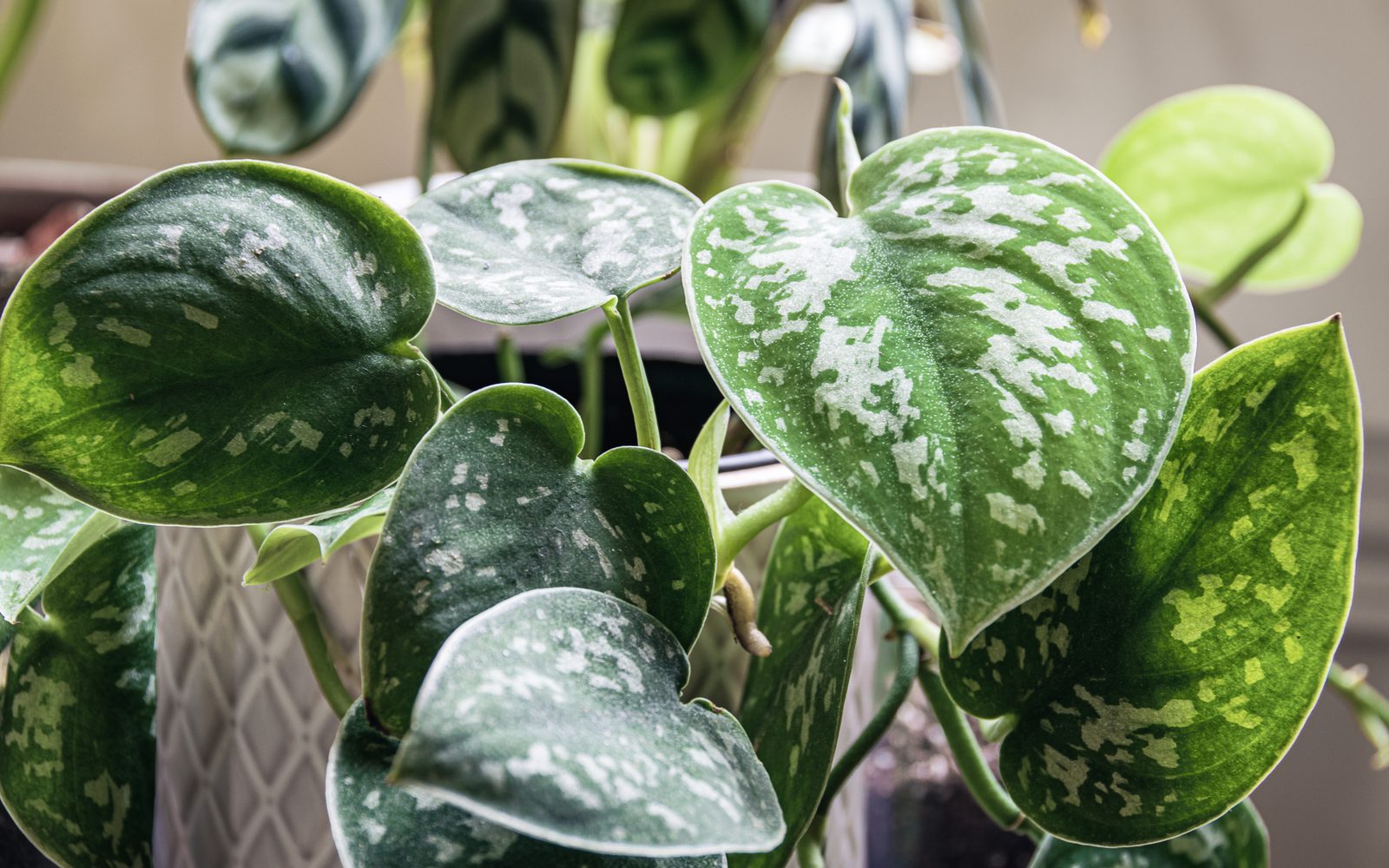 Silver-splashed, satin heart-shaped Scindapsus leaves