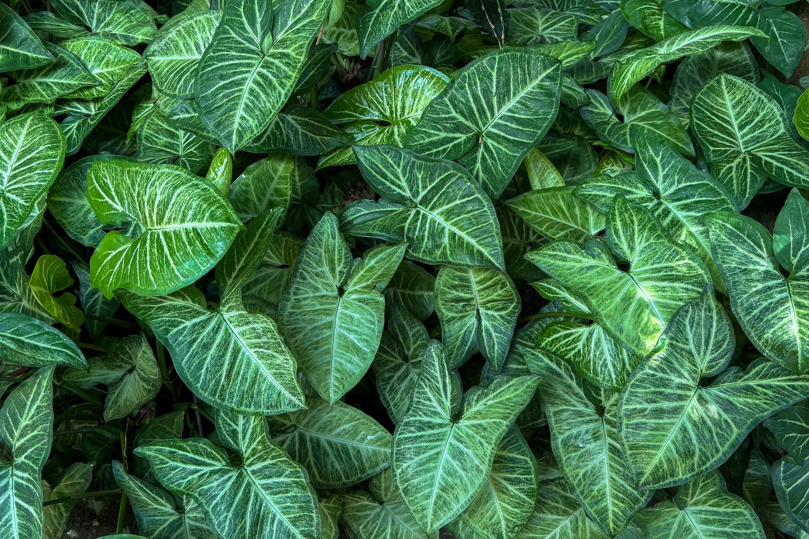 Dense Syngonium podophyllum foliage, arrowhead leaves veined bright white