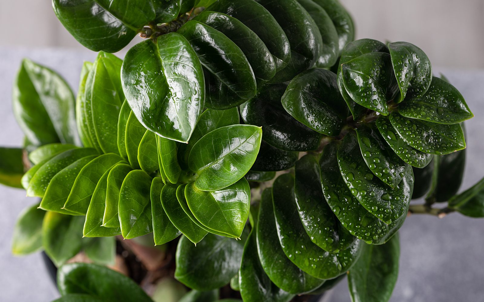 Glossy, dark-green pinnate ZZ-plant foliage