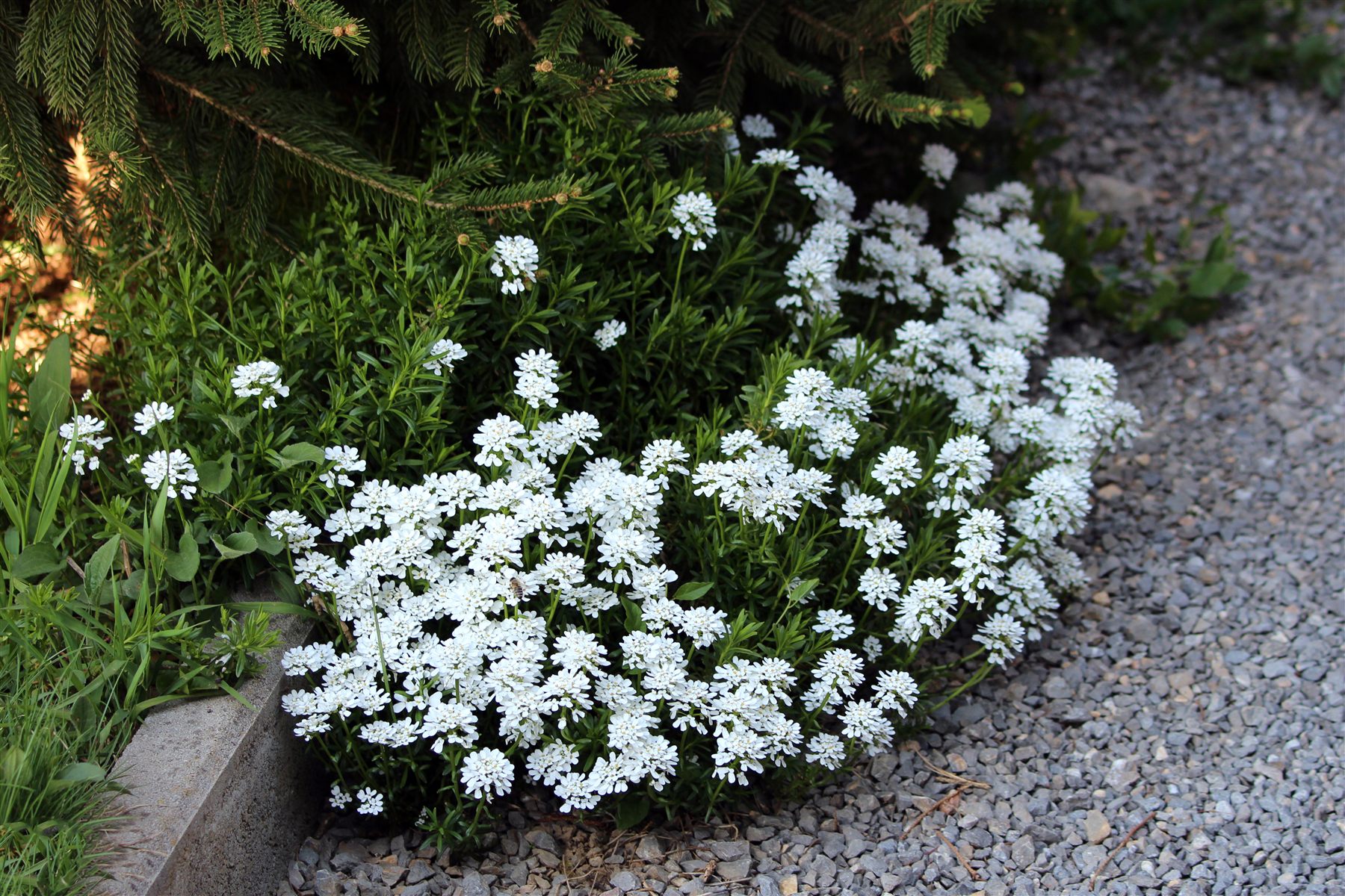 A mound of evergreen candytuft (Iberis sempervirens) in full spring bloom, dense flat-topped clusters of small white flowers over dark evergreen foliage, spilling past a stone curb onto a gravel path beneath spruce branches