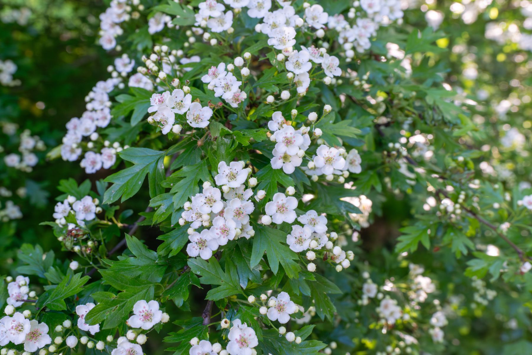 Flowering common hawthorn (Crataegus monogyna) covered in dense flat-topped clusters of small white five-petaled blossoms among deeply lobed green leaves