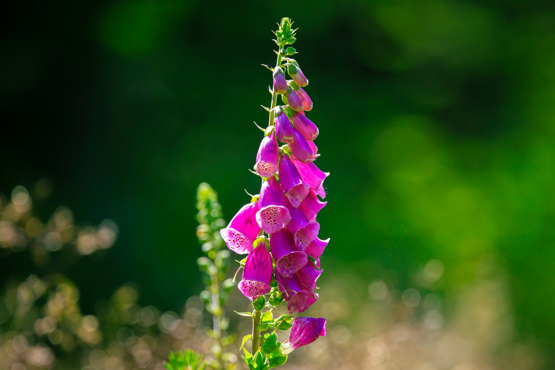 A stand of common foxgloves blooming in a cottage garden, several tall rose-purple spires held upright, each with open flowers crowding the lower two-thirds of the stem and tapering to a pointed tip of unopened buds, green border planting soft behind.