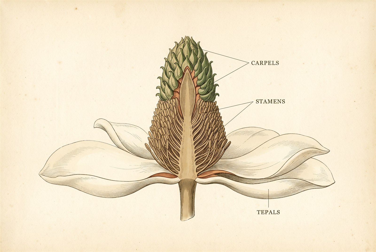 A vintage botanical anatomy plate showing a southern magnolia flower in longitudinal cutaway. A tall central cone-shaped receptacle carries a spiral of green carpels at the top (labeled CARPELS) above a dense spiral of many stamens (labeled STAMENS), with creamy tepals spreading at the base (labeled TEPALS).