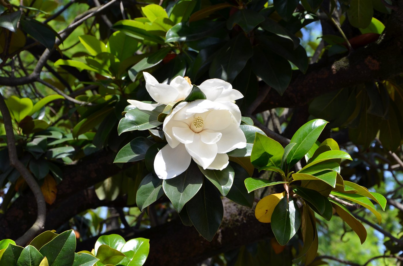 A mature southern magnolia tree in a sunny garden, broad and dark-leaved, dotted with several large solitary white flowers held singly at the branch tips against a blue sky.