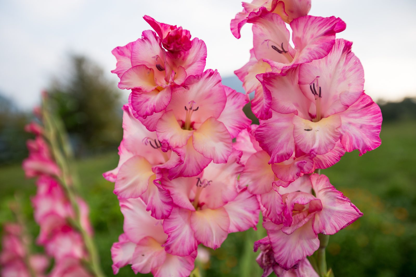 Pink-and-white gladiolus spikes blooming in a field at dusk, the lower florets fully open and ruffled while the pointed upper tips are still tight buds, green foliage softly out of focus behind.